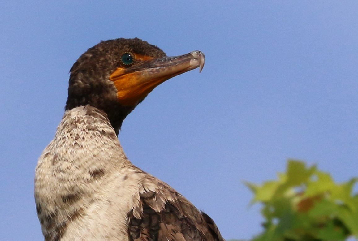 Cormoran_aigrette_juvénile_20210613t035624.JPG