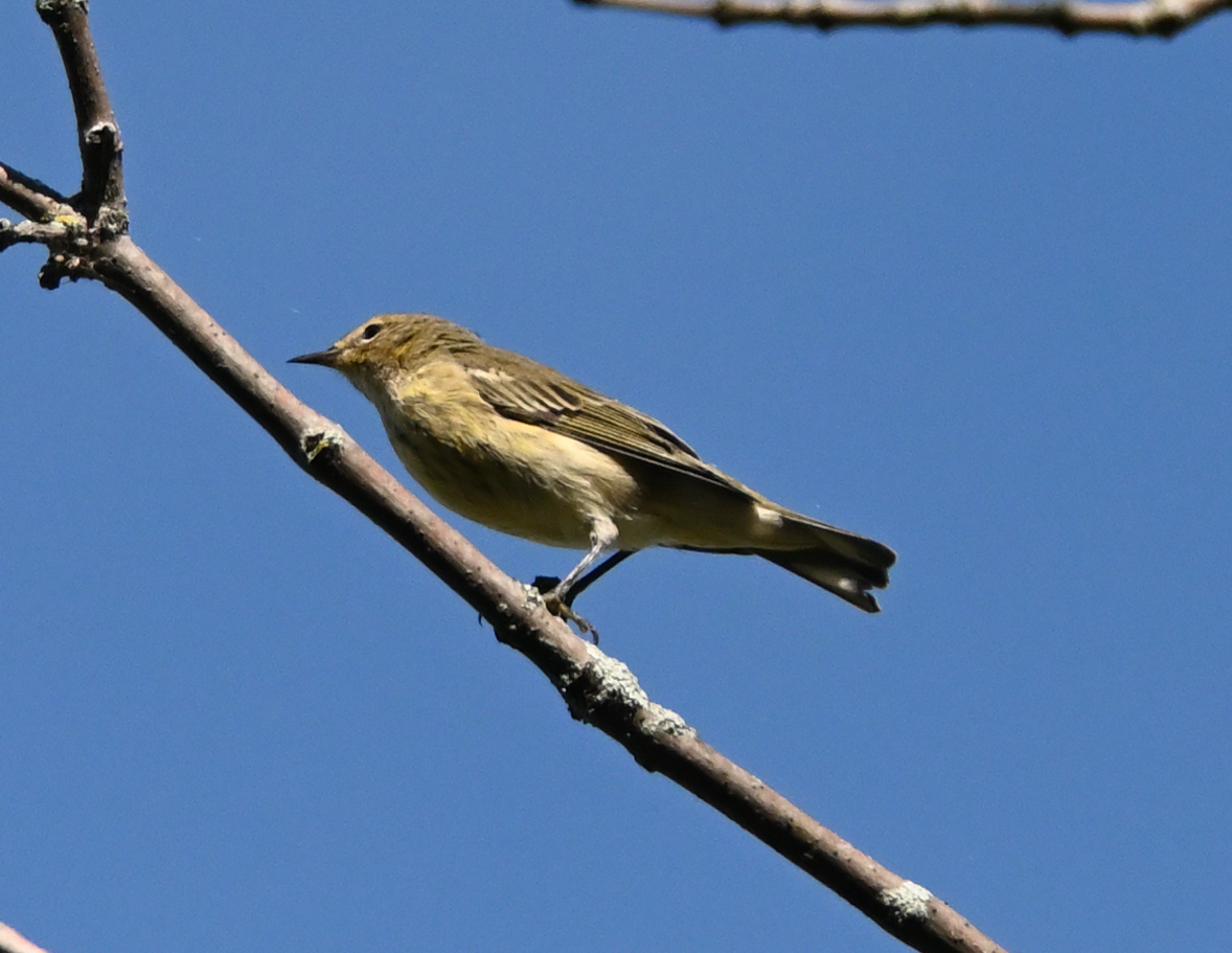 FMA_9095 Paruline tigrée (Setophaga tigrina).jpg