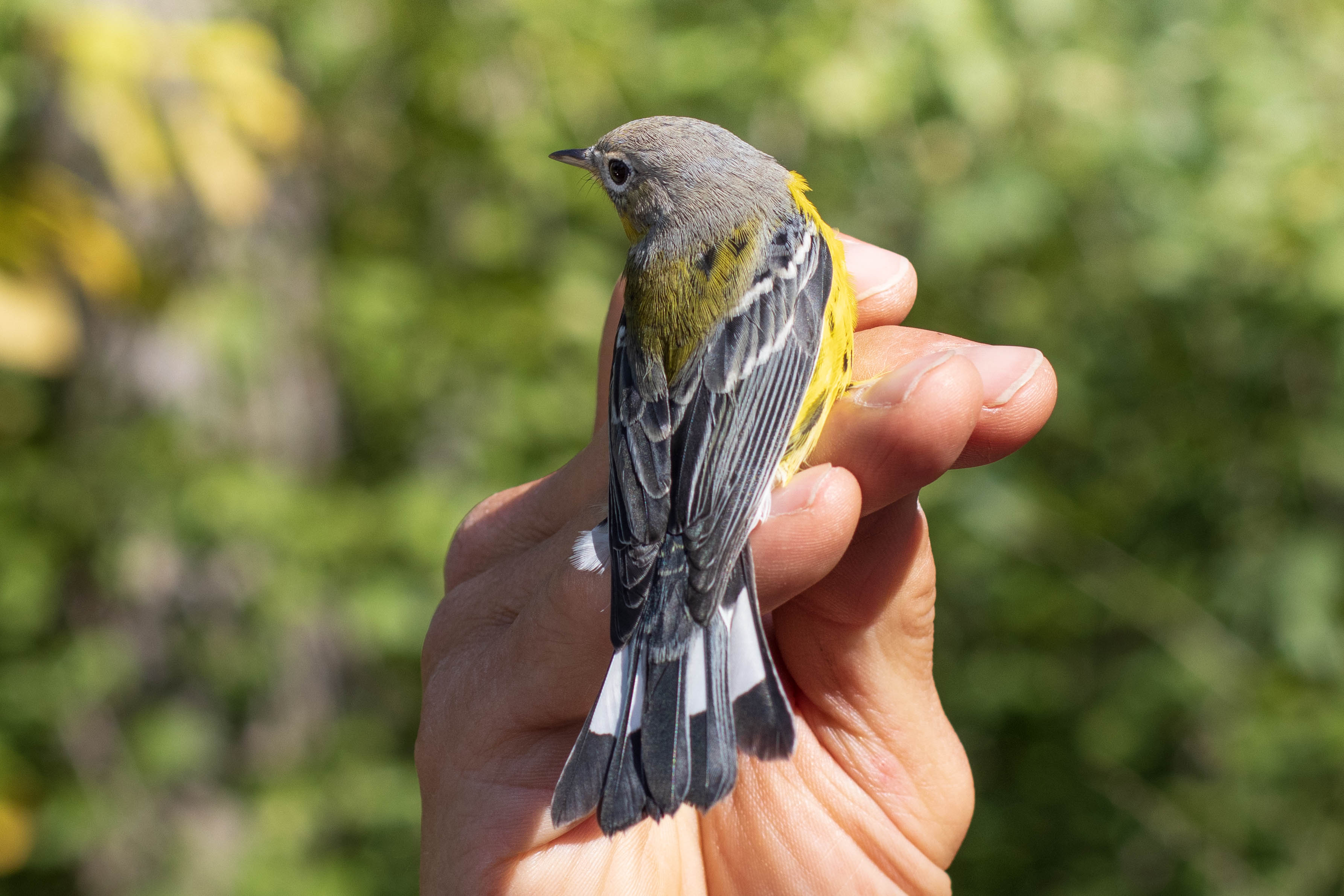 Paruline à tête cendrée