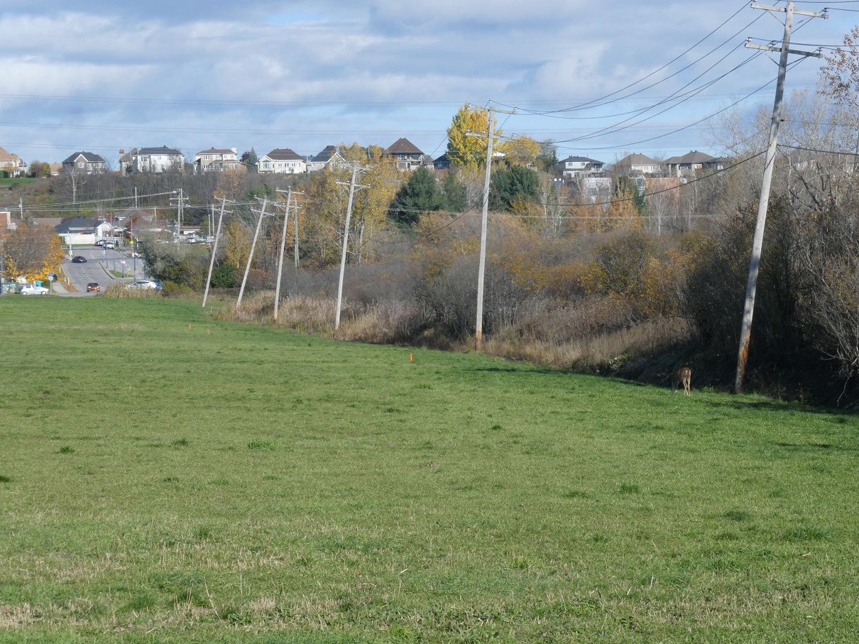 Chevreuil_ville.jpg