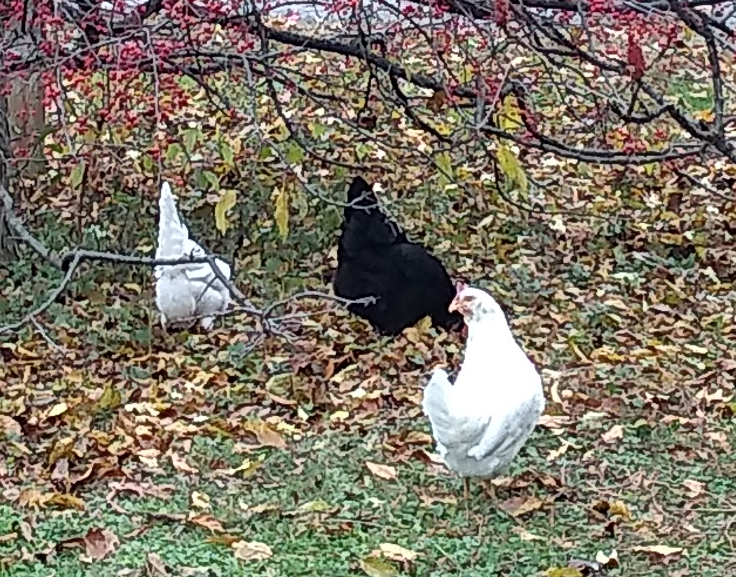 Poules