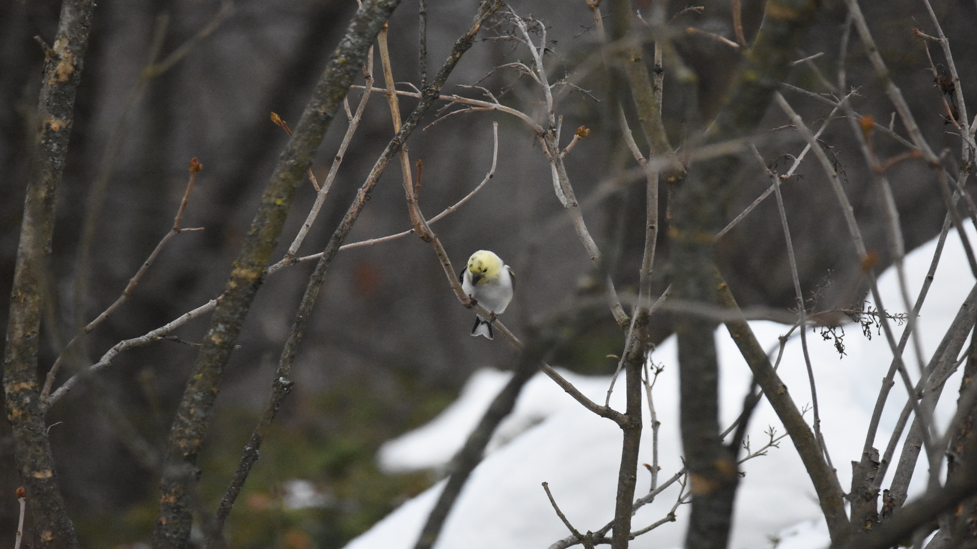 DSC_0654-1.JPG