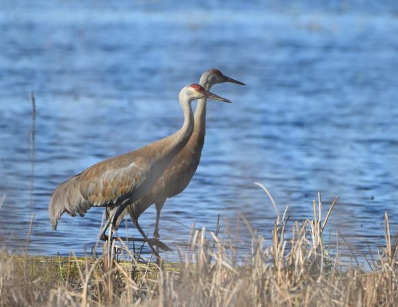 FMA_5098 Grue du Canada (Grus canadensis).jpg