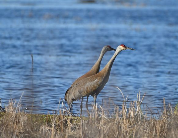 FMA_5101 Grue du Canada (Grus canadensis).jpg