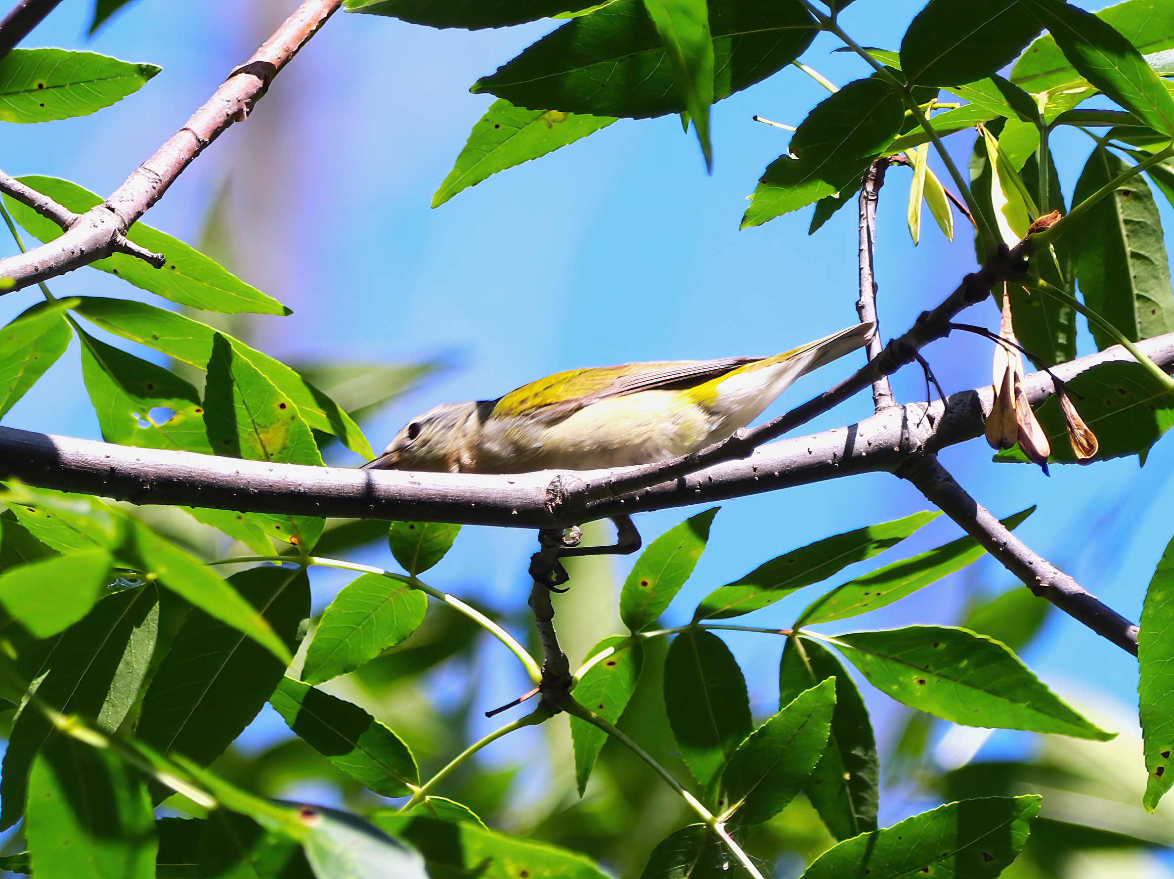 IMG_3207-SharpenAI-Focus.jpg