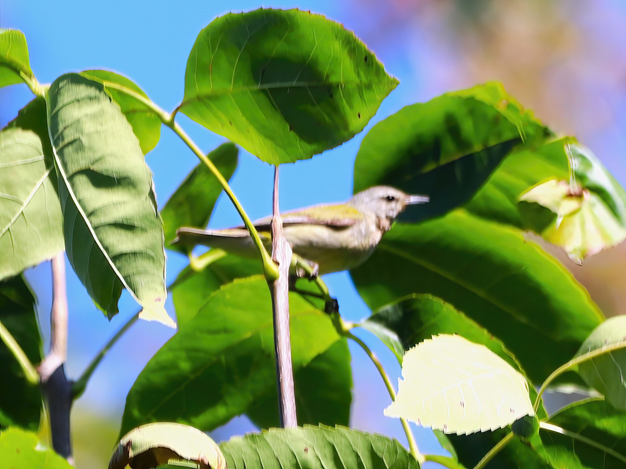 IMG_3245-SharpenAI-Focus-DeNoiseAI-severe-noise.jpg