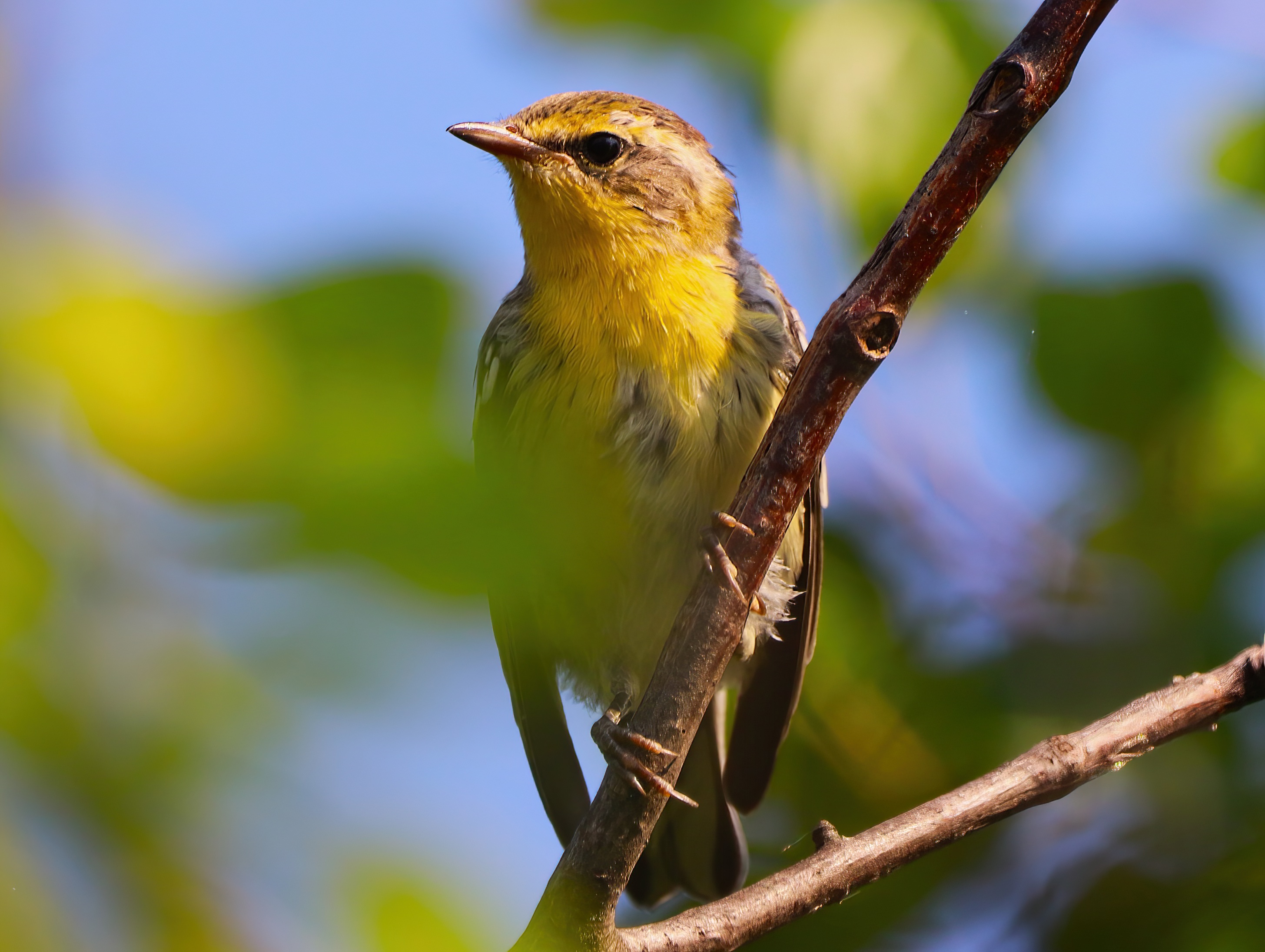 IMG_3590-SharpenAI-Focus.jpg