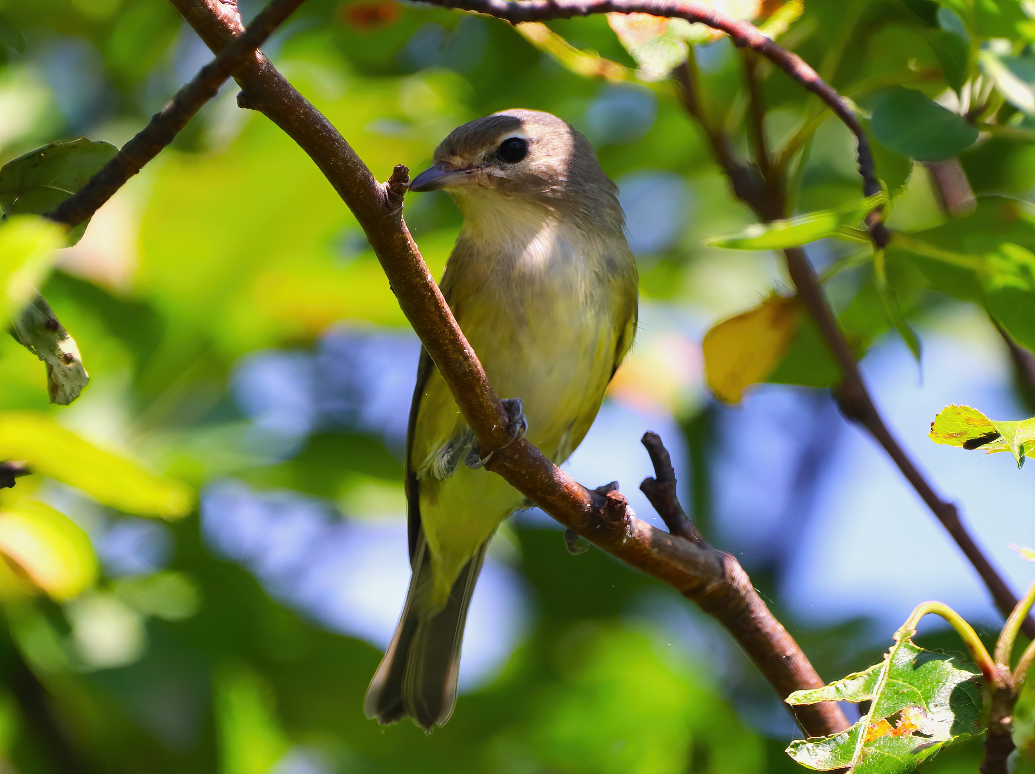 IMG_1027-SharpenAI-Focus.jpg
