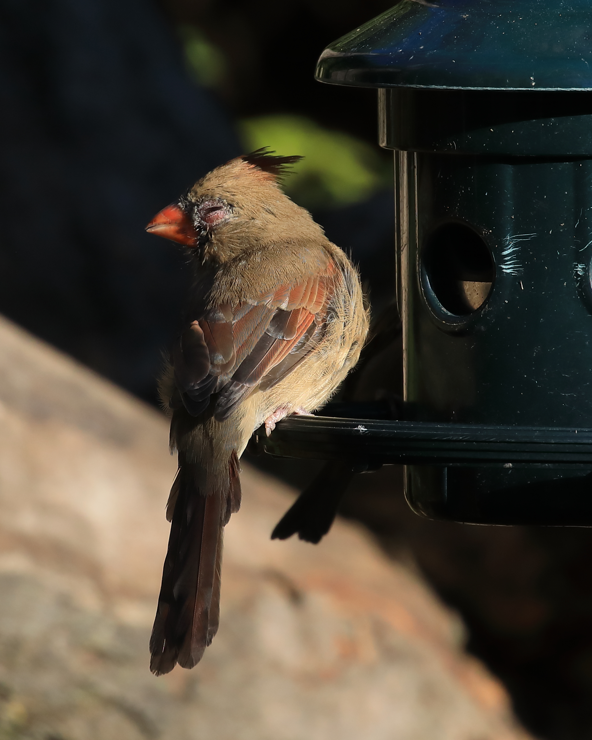 Cardinal_rouge_MSTGelais-2022-10-24.jpg