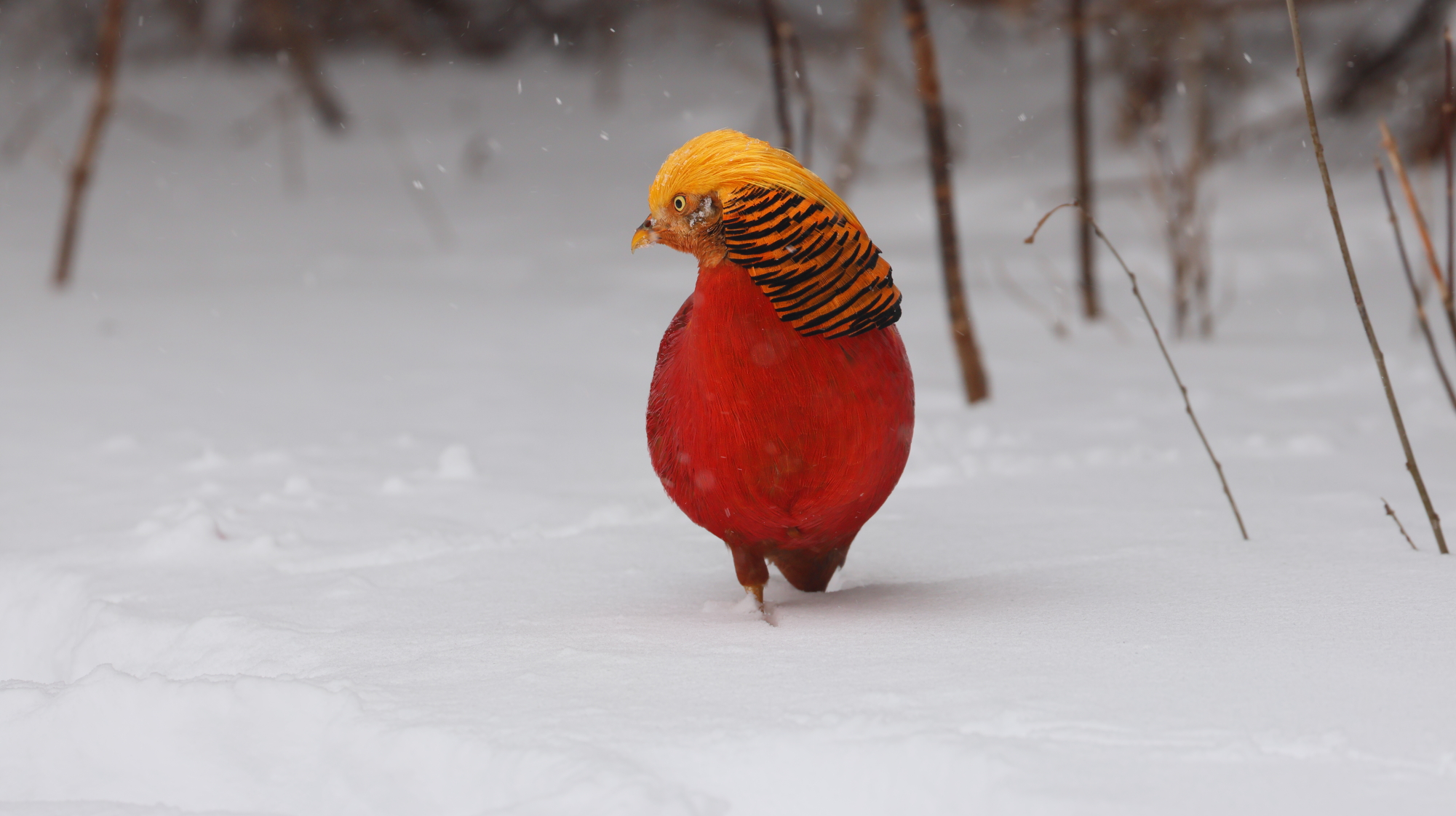 3F8A9941 reduite.JPG