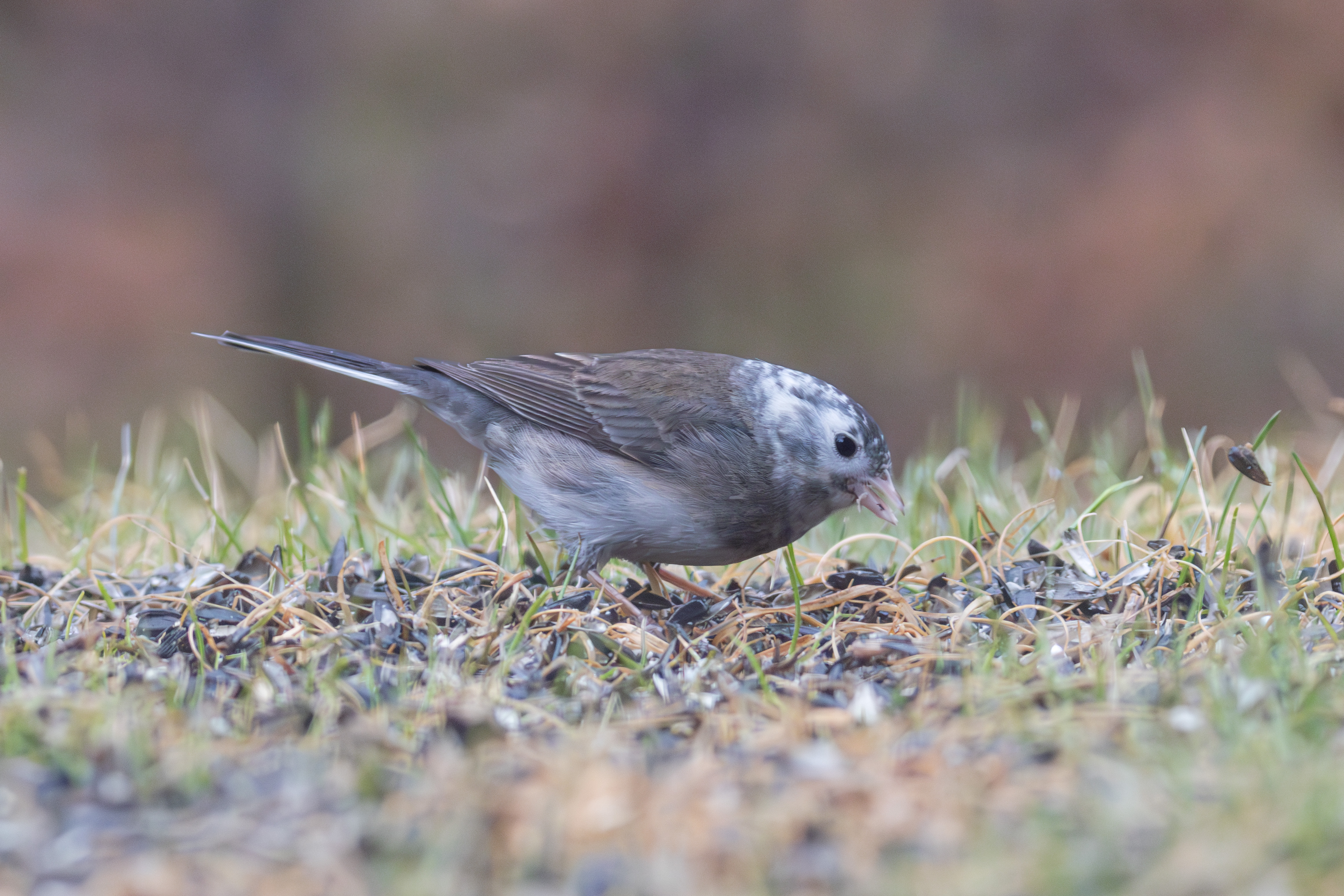 IMG_0416-Avec accentuation-Bruit.jpg