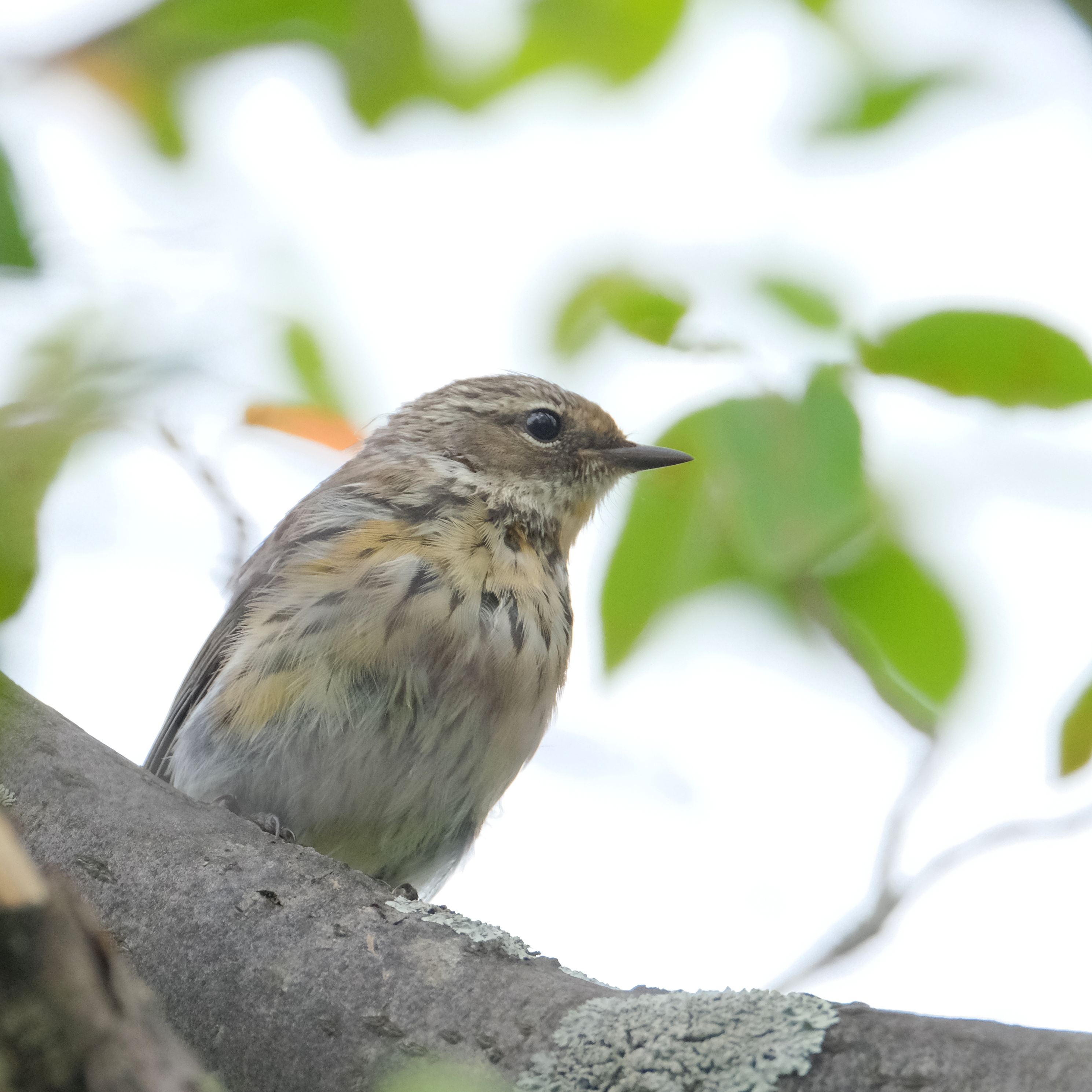 Paruline à croupion jaune 2023-08-12 14-30-57.JPG