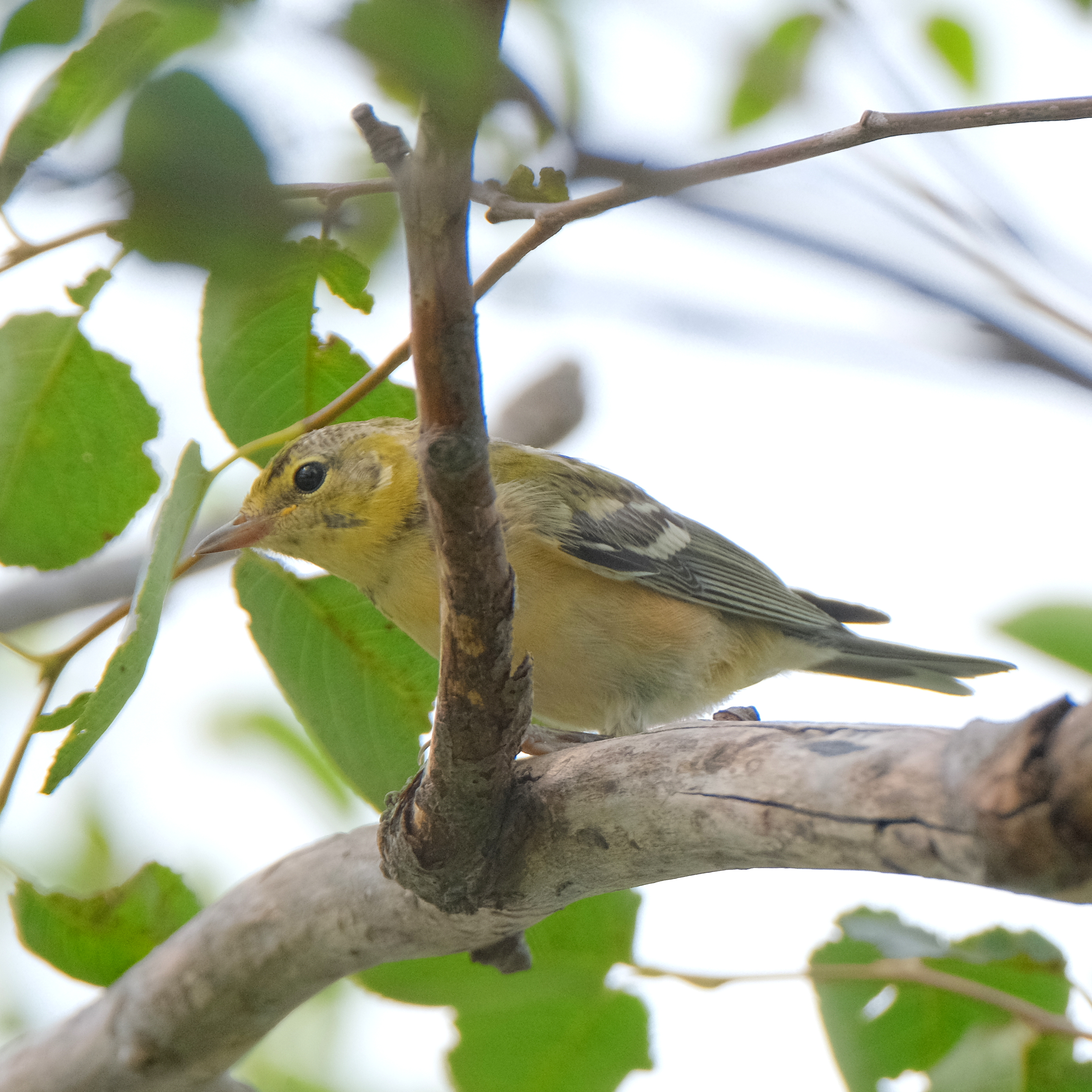 Paruline à poitrine baie 2023-08-12 14-33-13.JPG