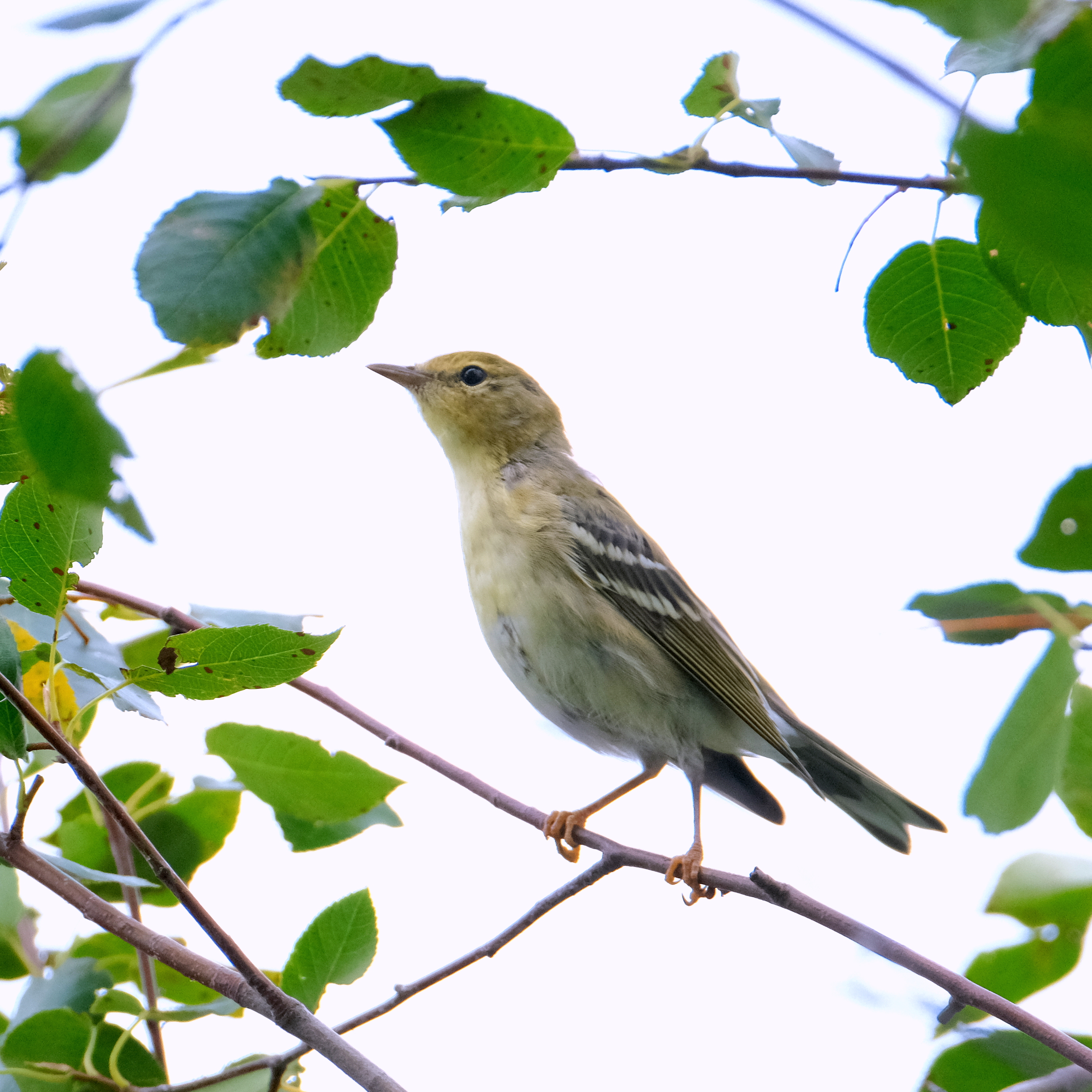 Paruline rayée AC 2023-08-12 14-34-22.JPG