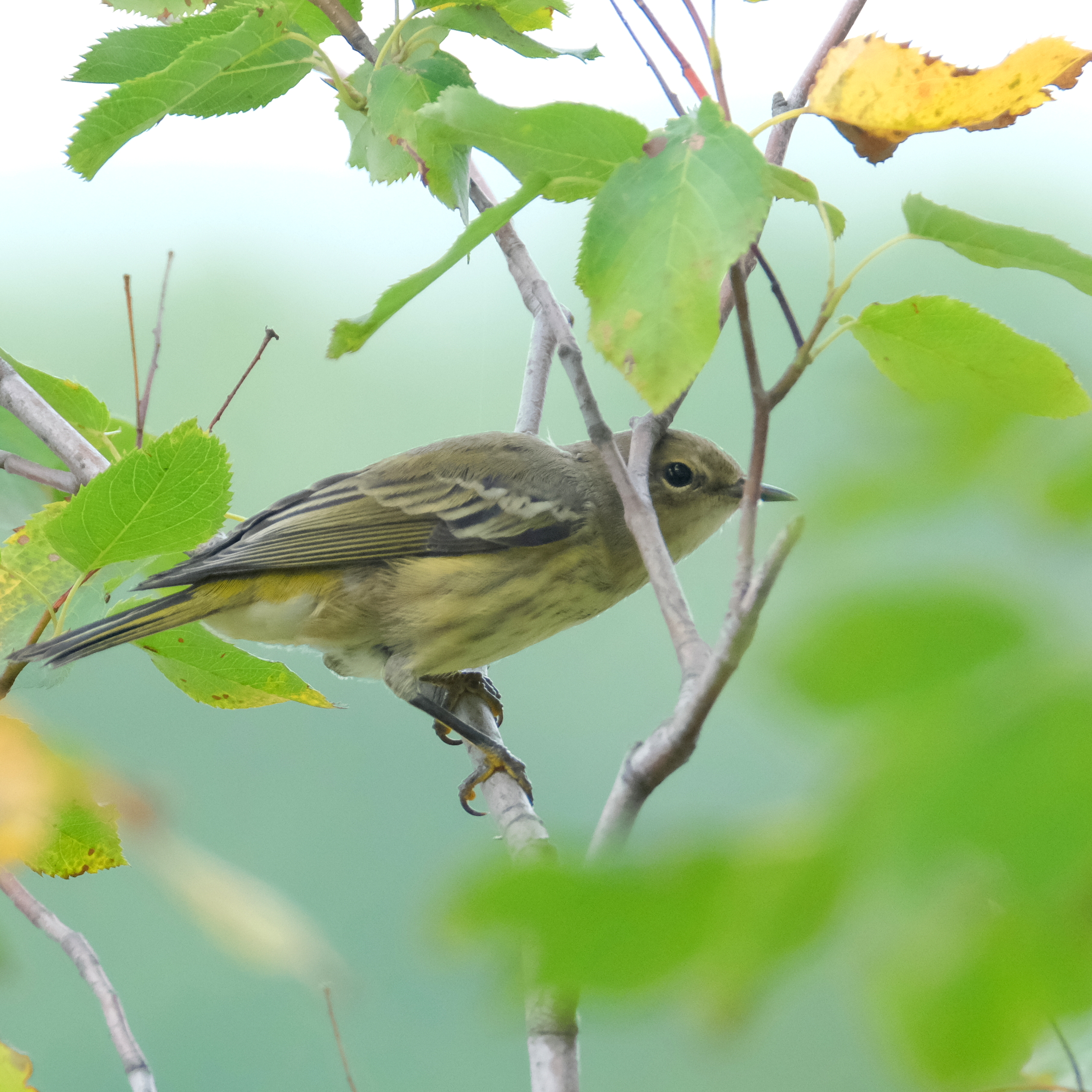 Paruline tigrée 2023-08-12 14-30-51.JPG