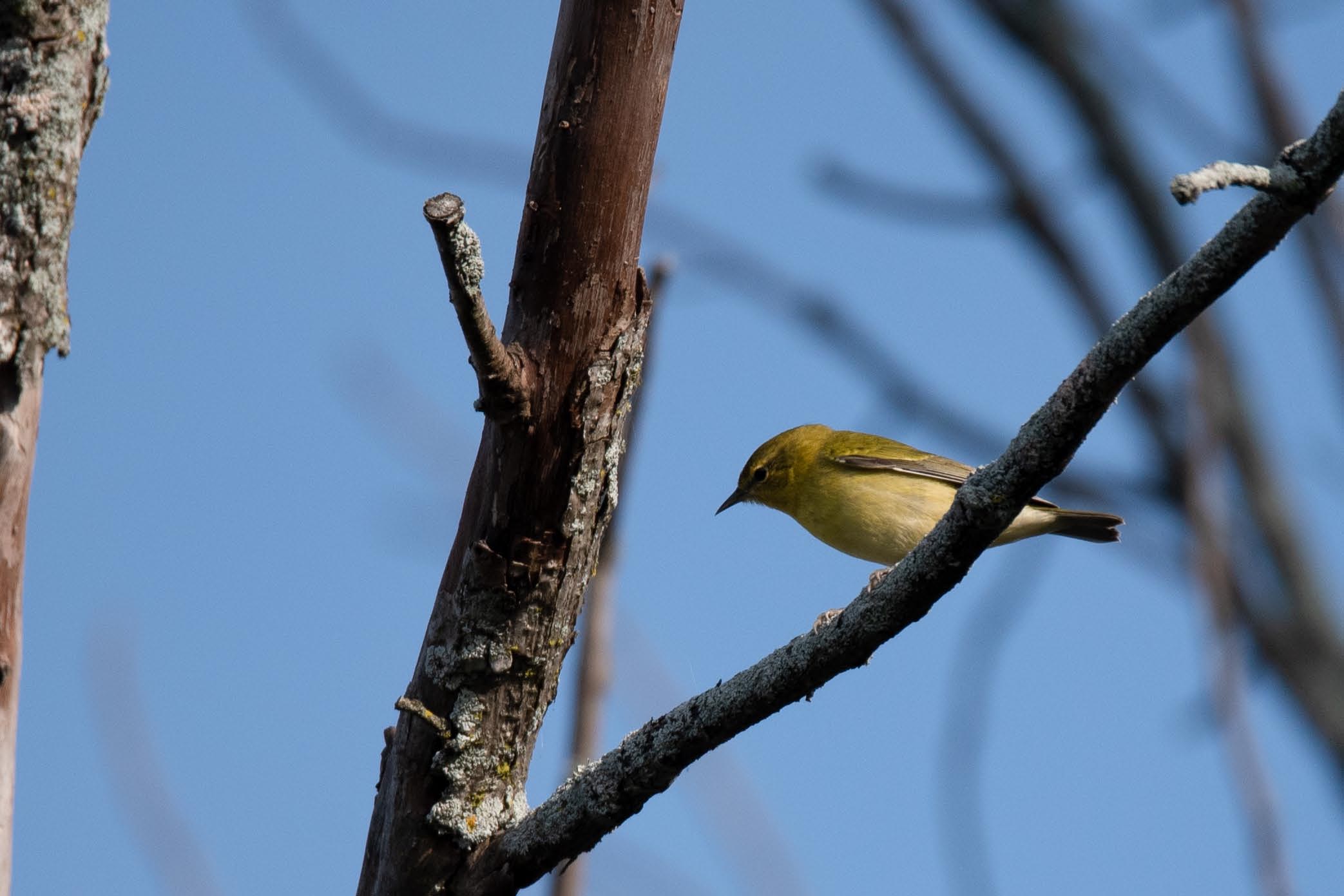 DSC_9392_modifié-1.jpg