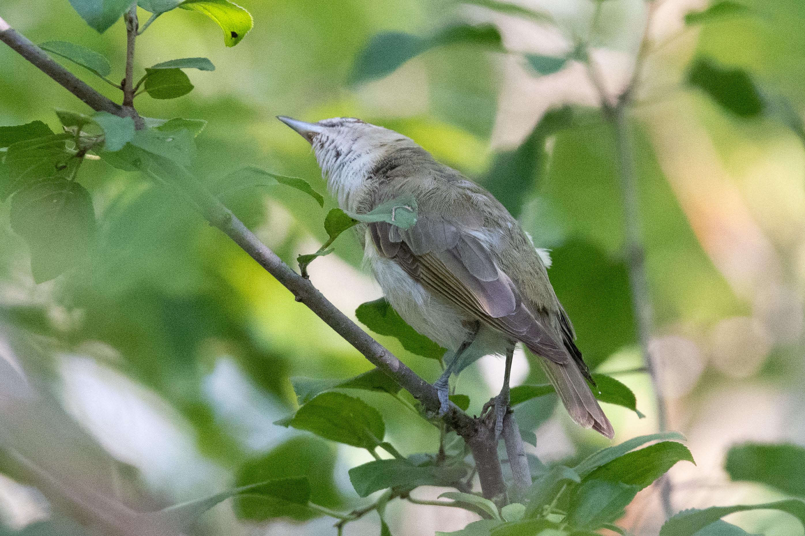 DSC_9413_modifié-1.jpg