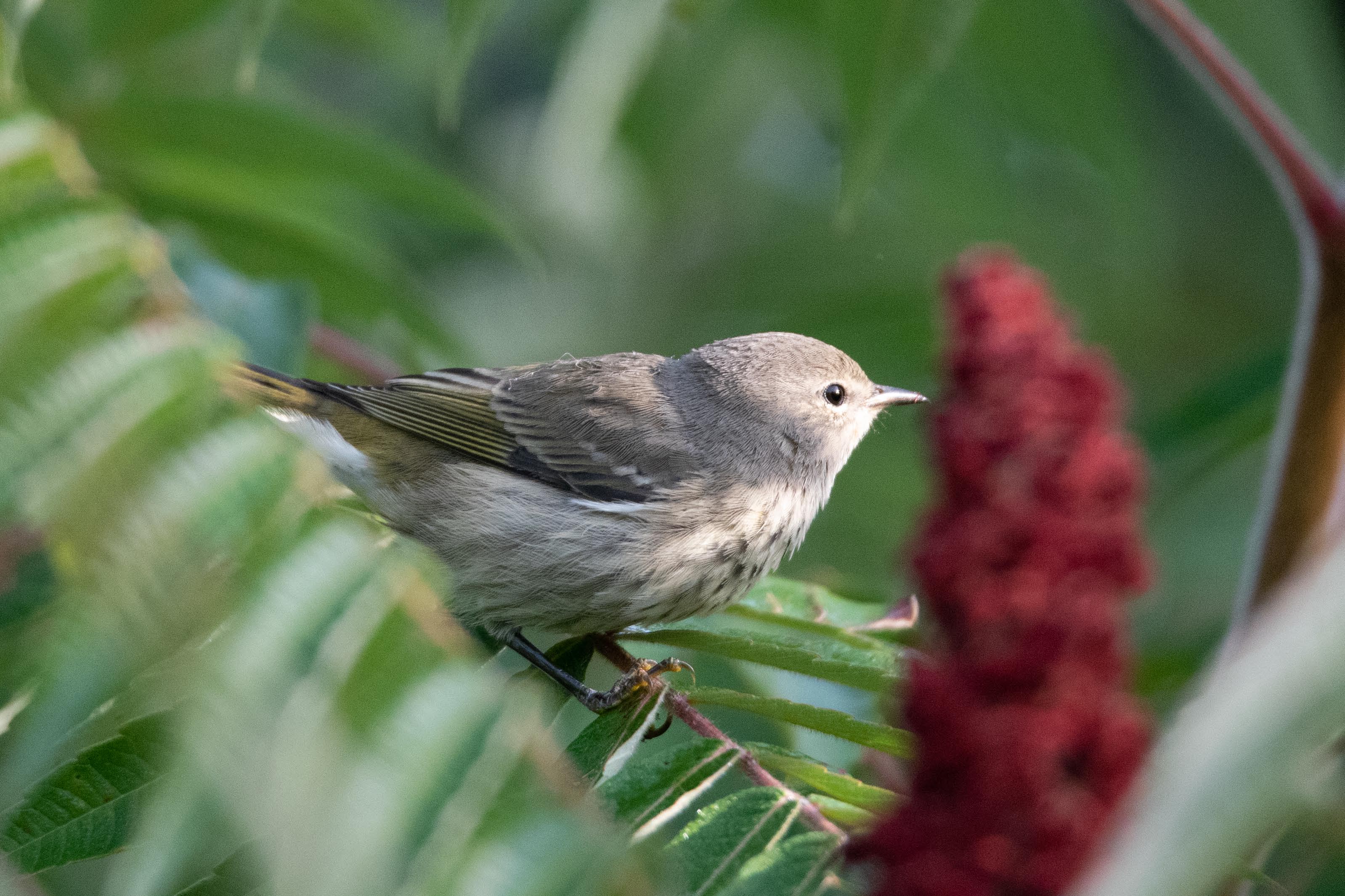 DSC_9326_modifié-1.jpg