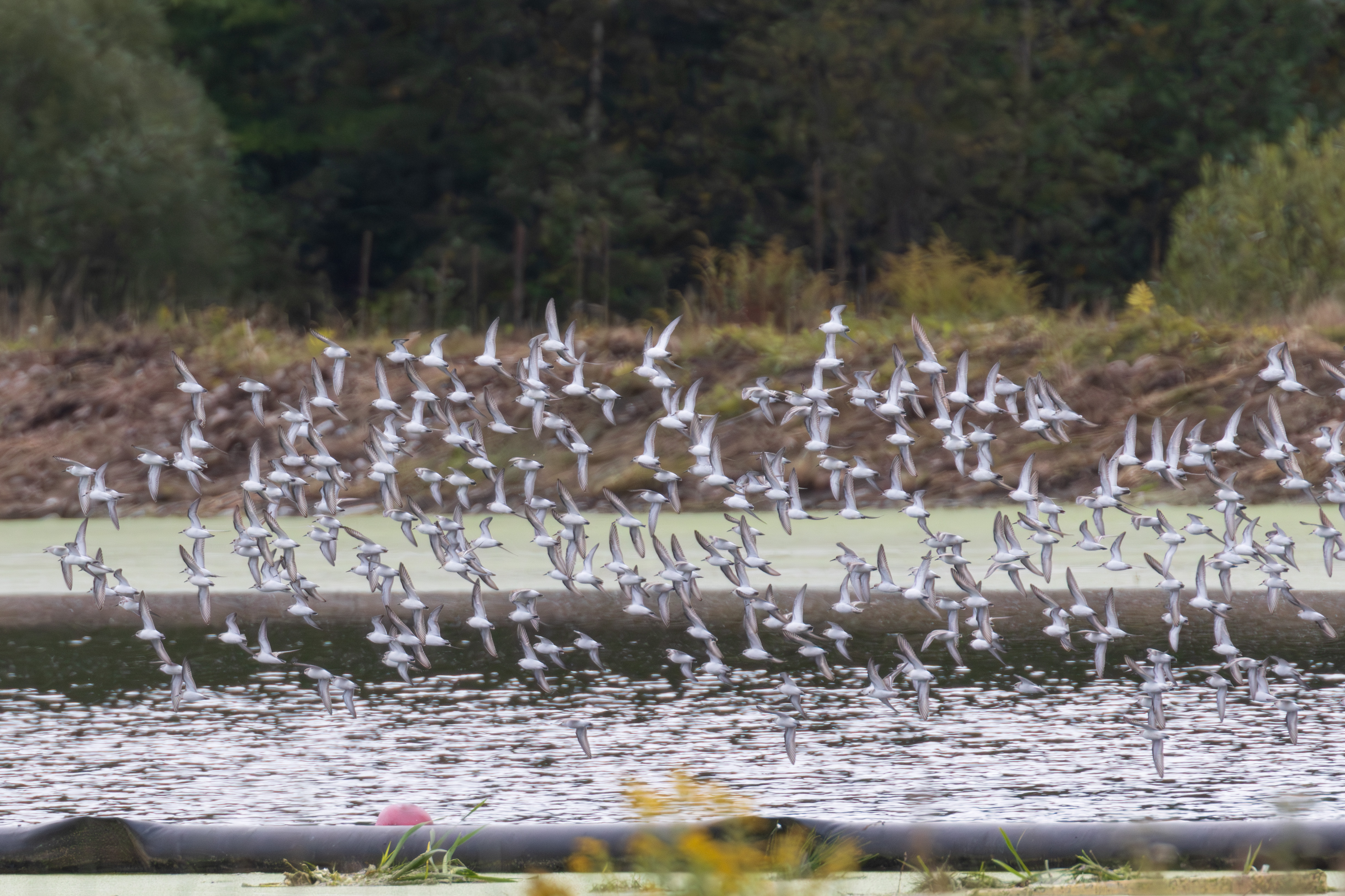 IMG_3739-Avec accentuation-Bruit.jpg