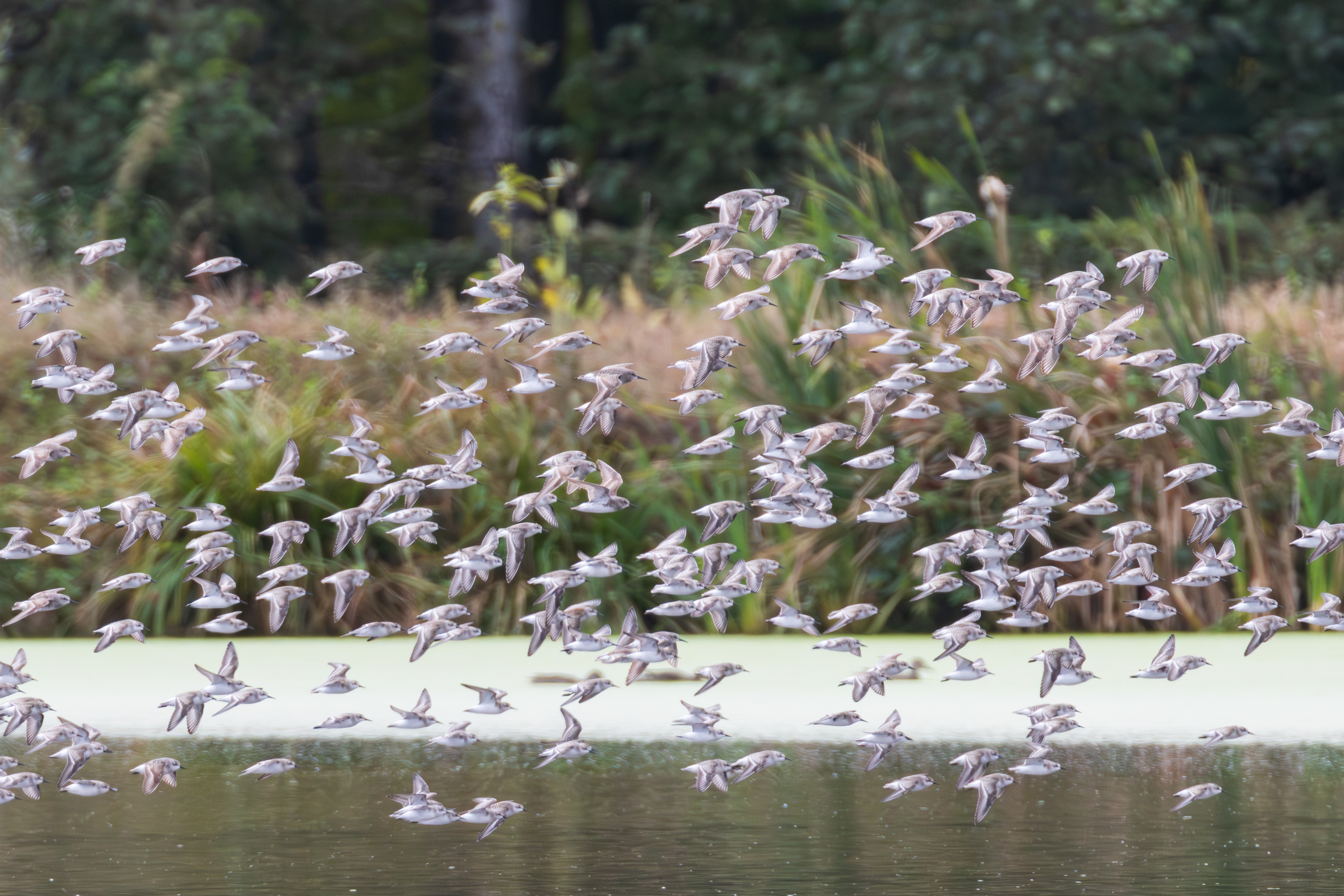 IMG_3710-Avec accentuation-Bruit-2.jpg