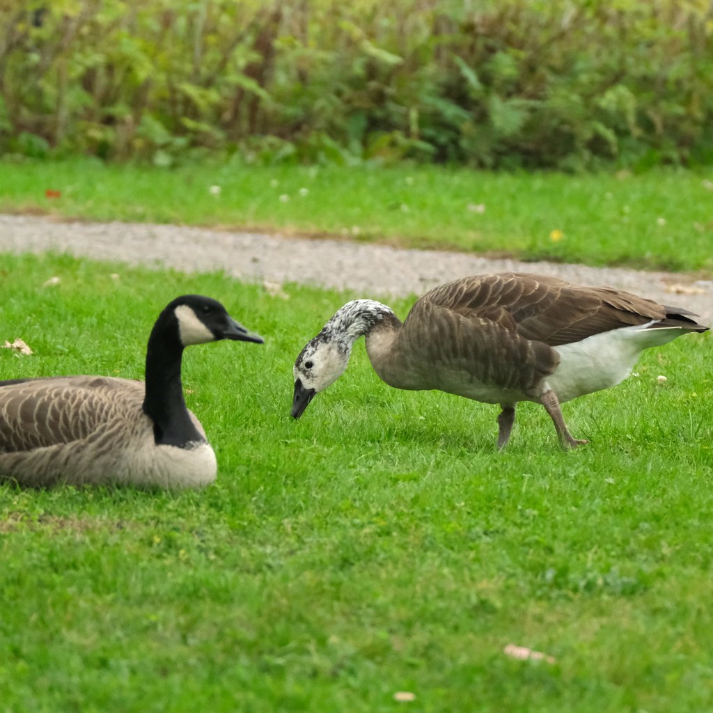 Hybride Bernache du Canada et Oie blanche 2023-10-26 14-38-37.JPG