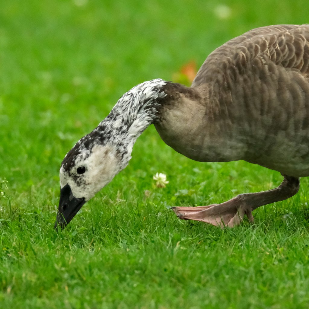 Hybride Bernache du Canada et Oie blanche 2023-10-26 14-39-19.JPG