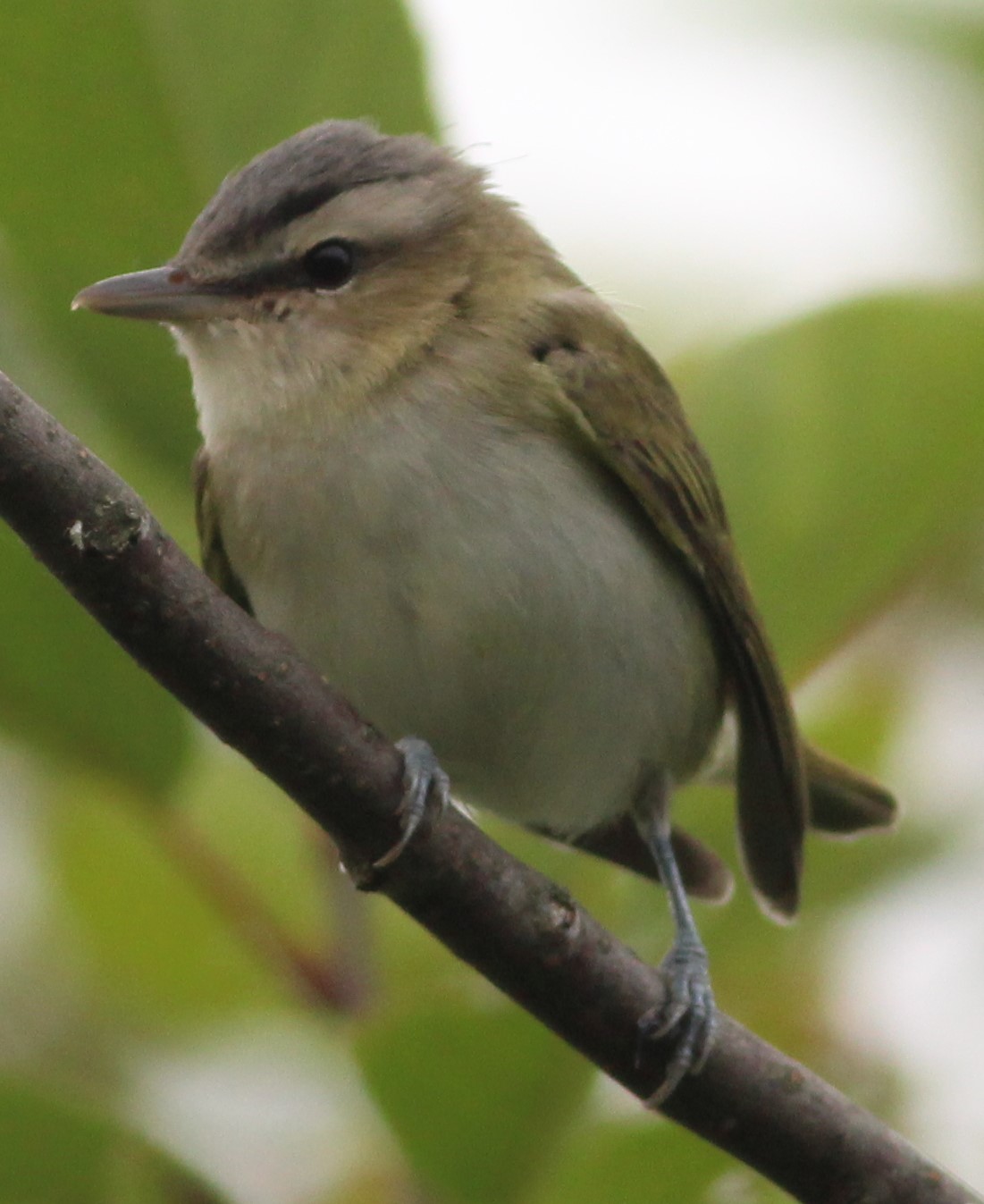vireo 1.JPG