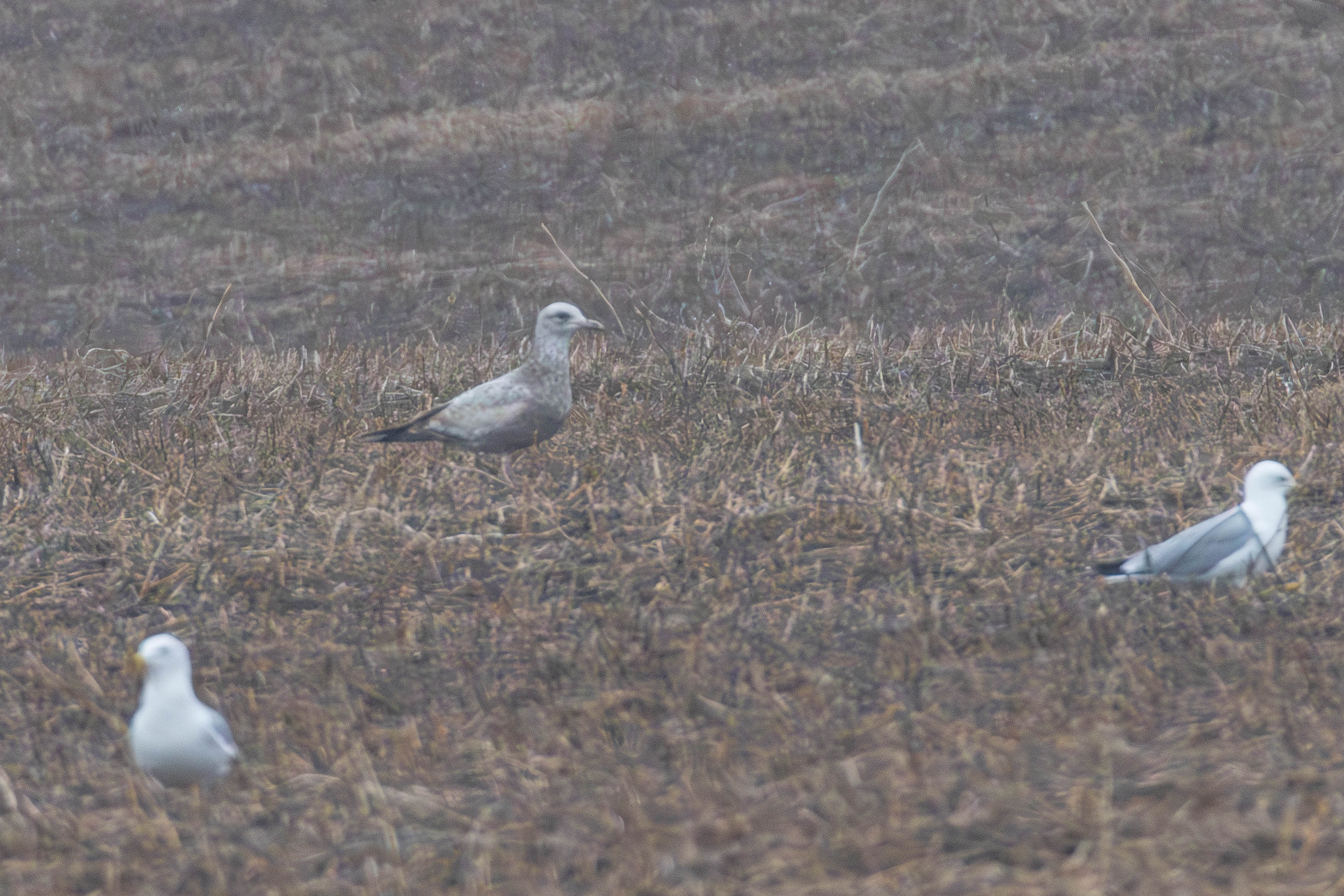 goéland hudsonien 3