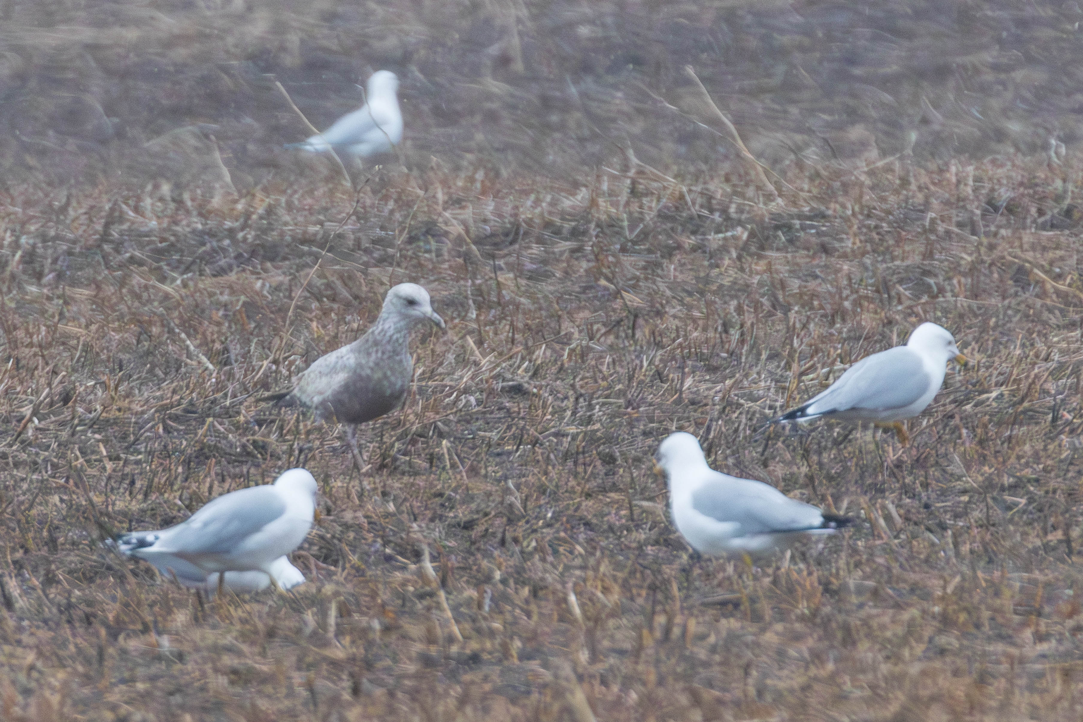 goéland hudsonien 2