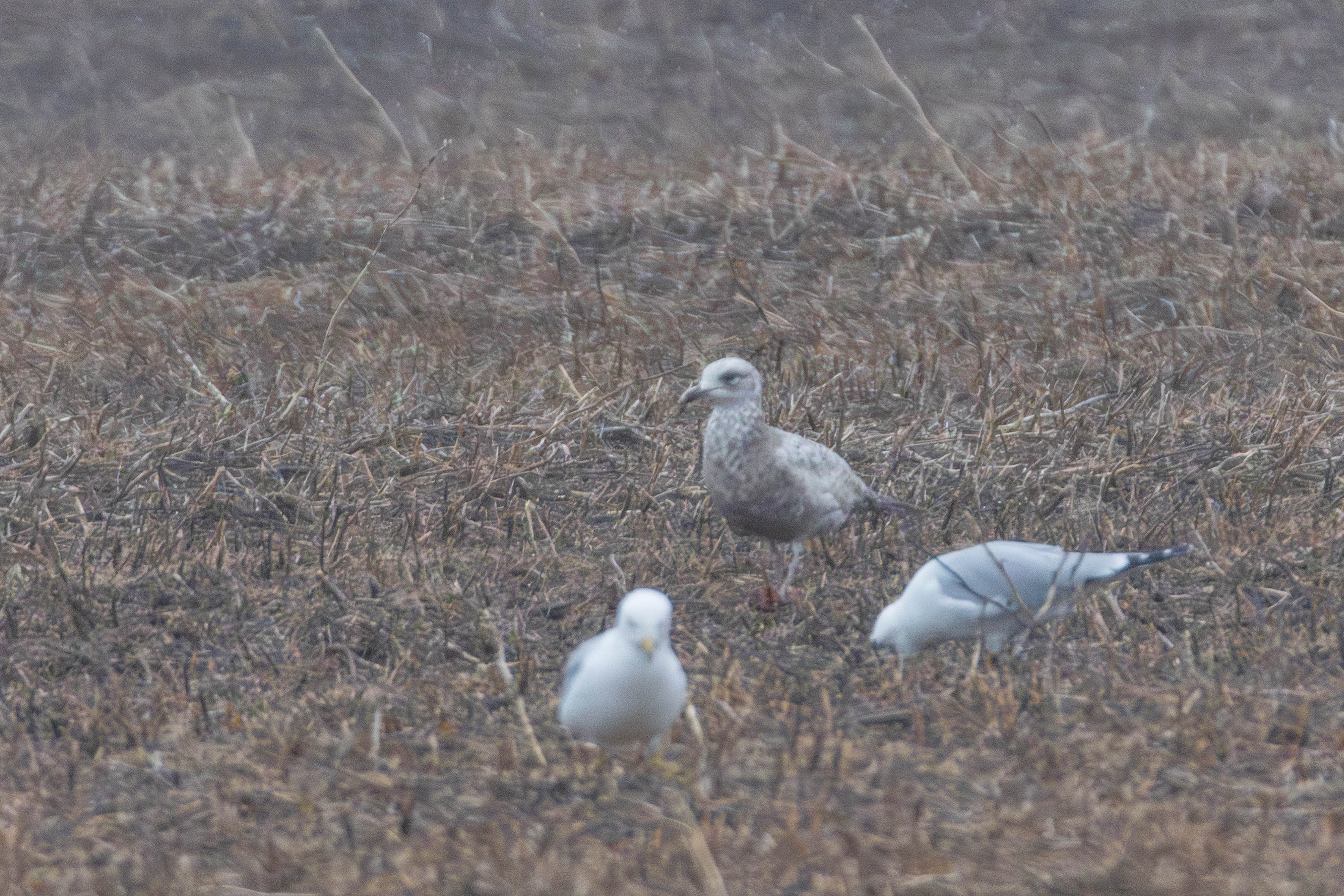 goéland hudsonien 1