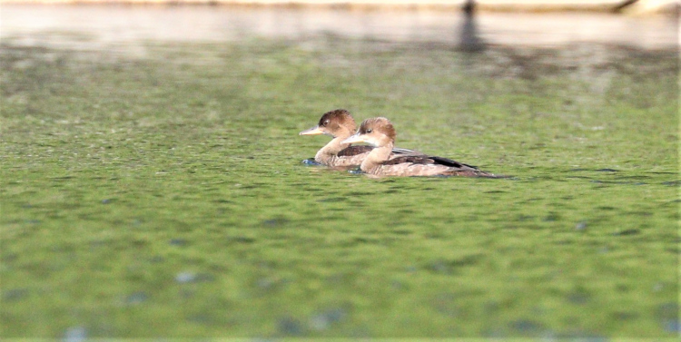 IMG_9420-harle couronne juvenile.s.jpg