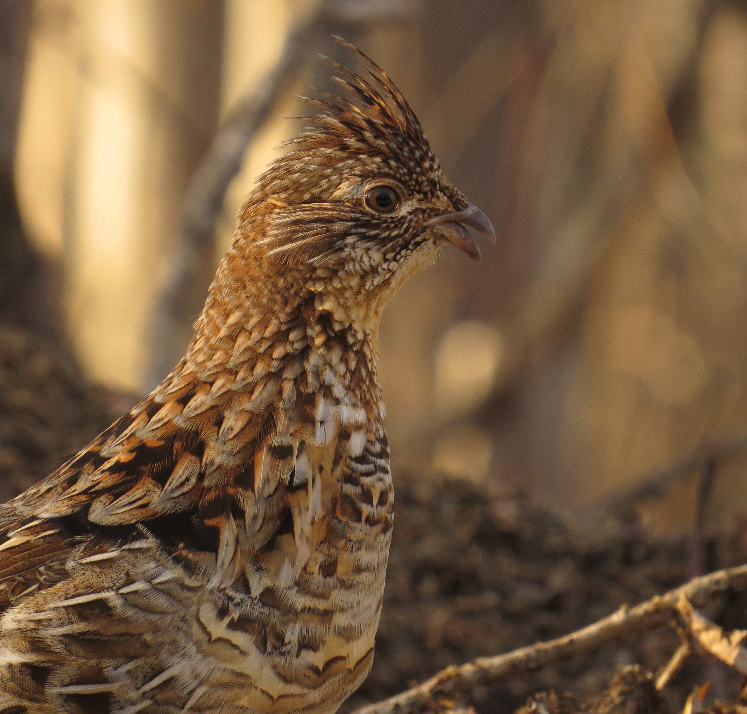 Elizabeth Gertrude I.jpg
