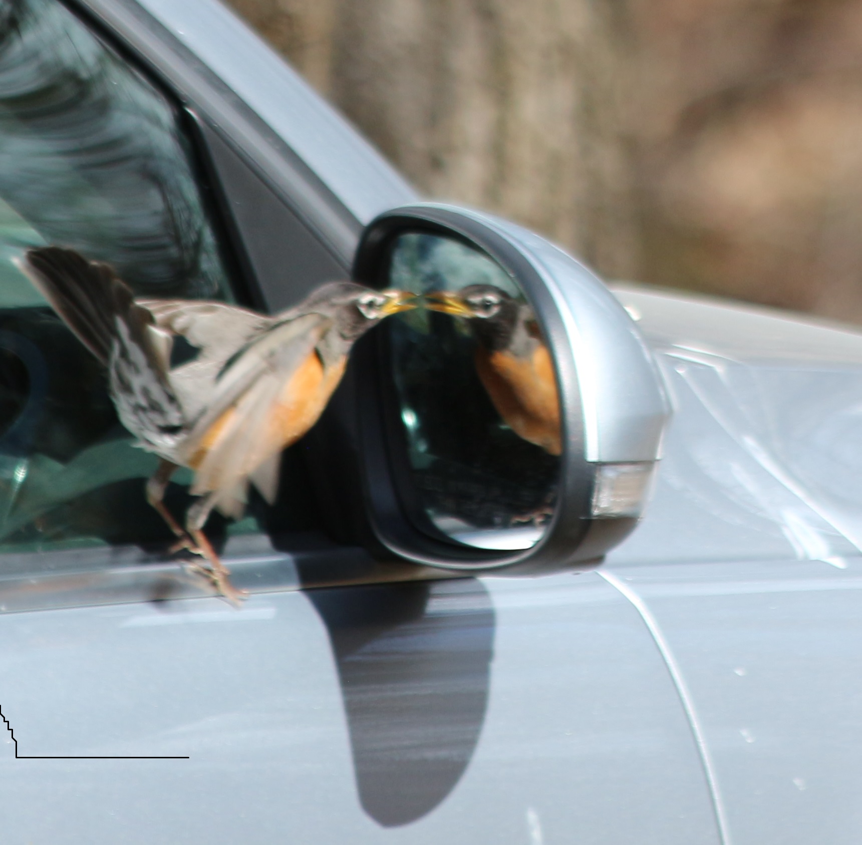 2021_04_14_merle et rétroviseur.jpg