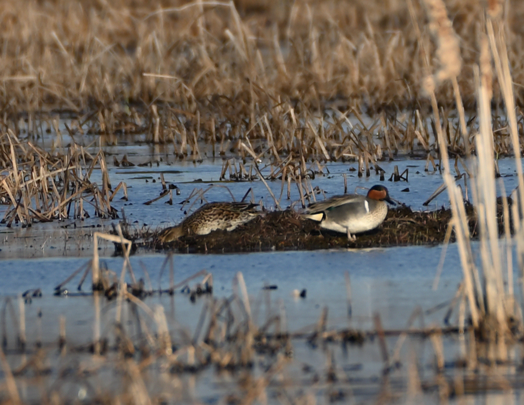 FMA_6014 Sarcelle à ailes vertes (Anas carolinensis).jpg