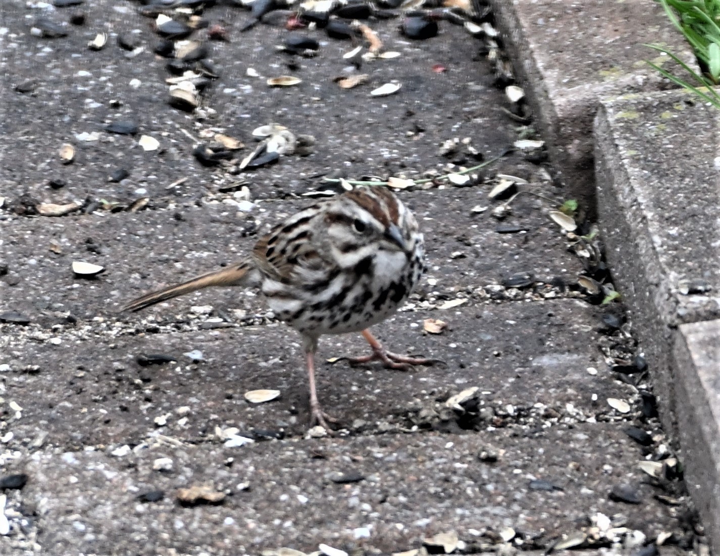 FMA_7973 Bruant chanteur (Melospiza melodia).jpg