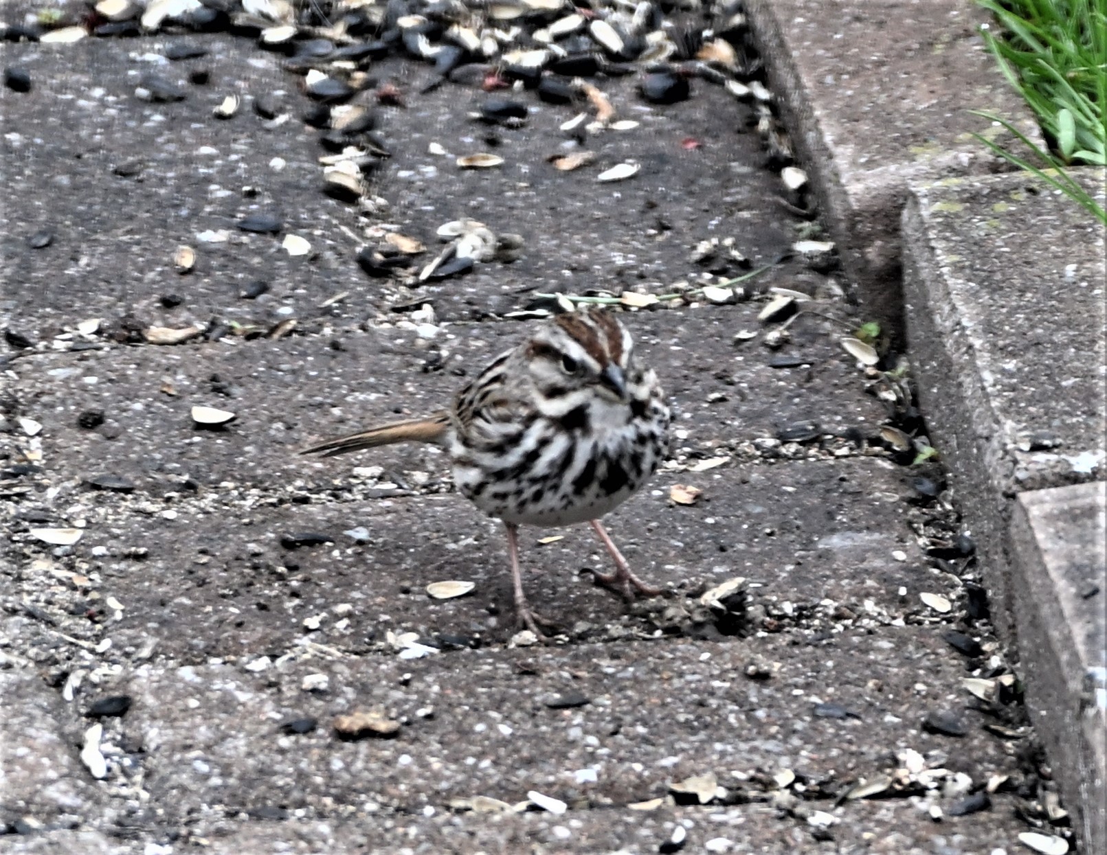 FMA_7974 Bruant chanteur (Melospiza melodia).jpg